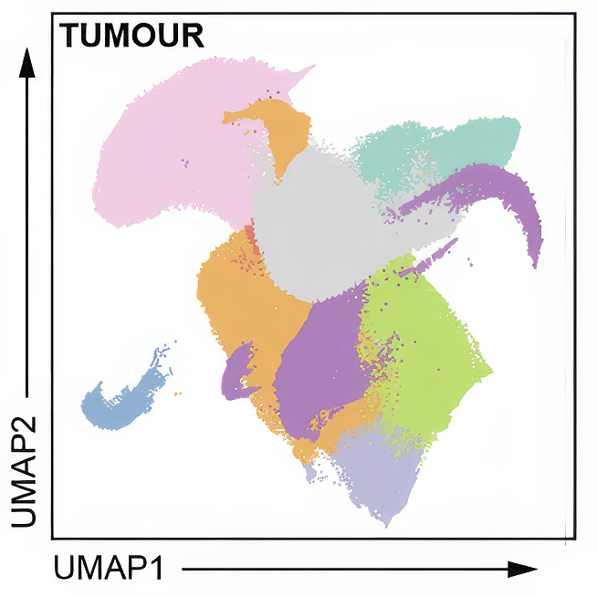 Chart showing behavior of immune cells changes in solid tumors to support their growth