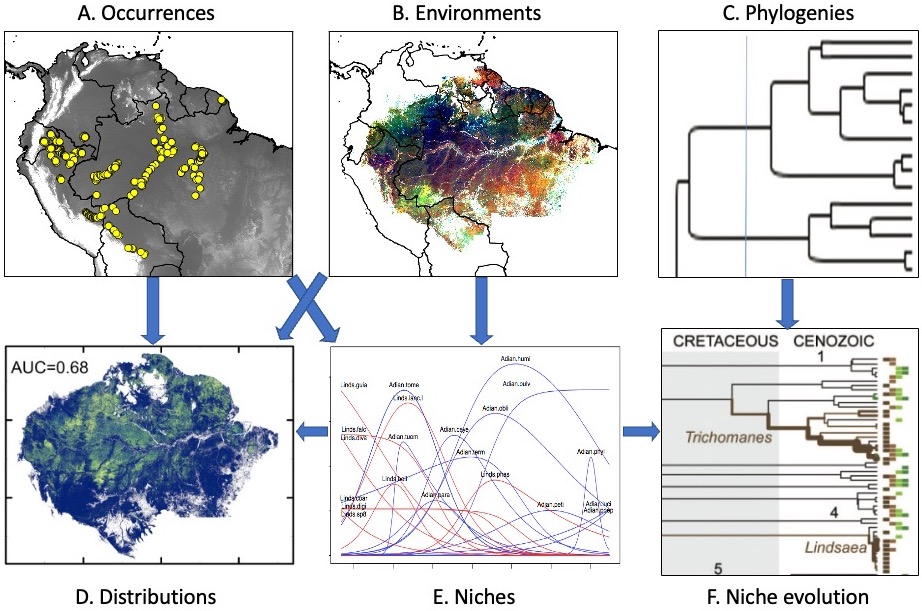Chart of  ecology and biogeography of tropical forests