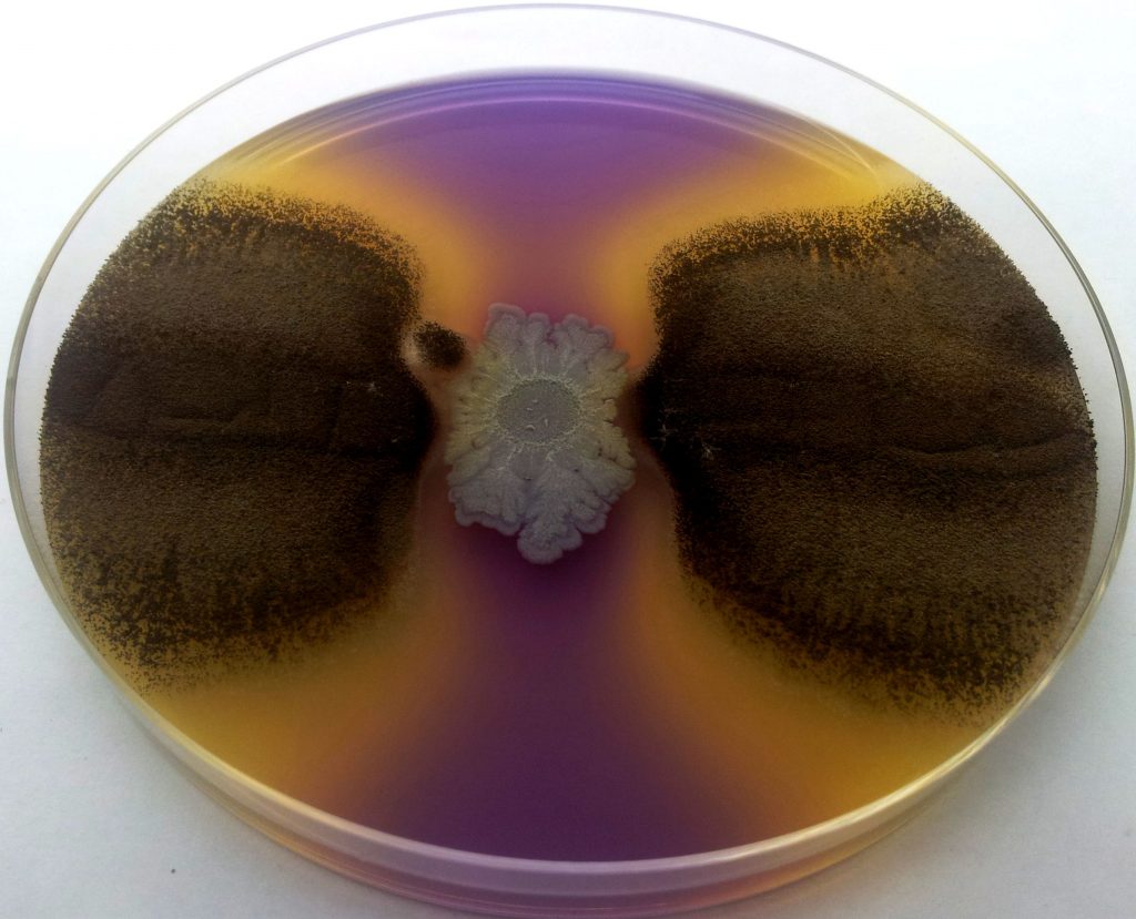 Fungus bacteria interaction in petri dish