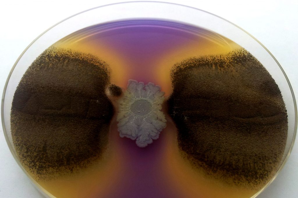 Farverigt foto af interaktion mellem bakterier og svampe i petriskål.