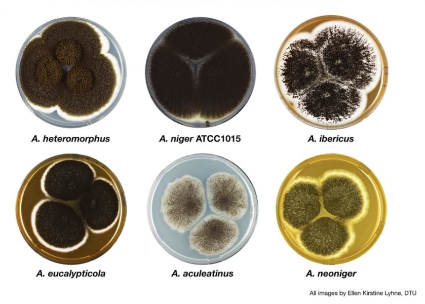Et udpluk af Nigri svampearter, som forskerne analyserede i studiet. Fra øverste venstre hjørne: A. heteromorphus; A. niger ATCC1015; A. ibericus; A. neoniger; A. aculeatinus; and, A. eucalypticola. 