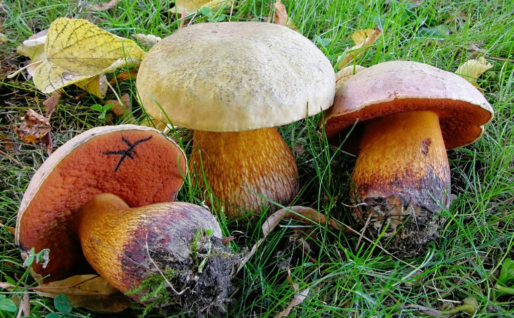 Billedet viser tre plukkede svampe i græsset. 