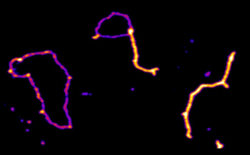 Billede taget med Atomisk Kraft Mikroskop (AFM) forestiller dna-molekyler før (1) under (2) og efter (3) den såkaldt positive supercoil-reaktion, som er katalyseret af de to menneske-proteiner PICH og TOP3.