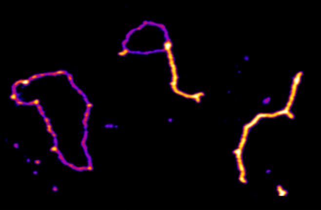 Atomic force microscopy images of DNA molecules before (1), during (2), and after (3) the positive supercoiling reaction catalyzed by the two human protein enzymes PICH and TOP3.