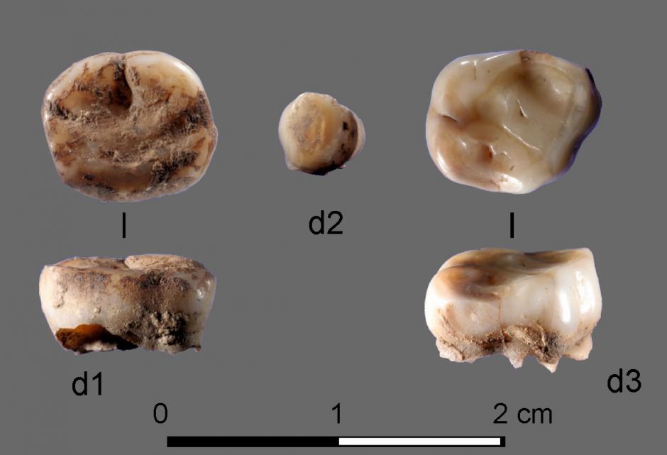 The image shows the two ancient milk teeth that were found in the Yana-camp. Photo: Vladimir Pitulko.