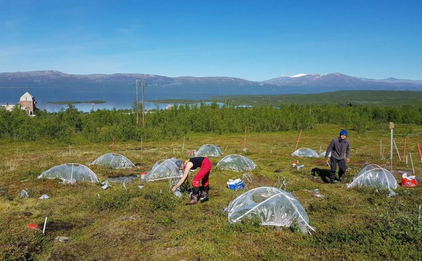 Tao Li and Ph.D. student Jolanta Rieksta conducting field work in Abisko, Sweden, to assess how climate warming and insect feeding affect plant volatile release from Arctic plants.