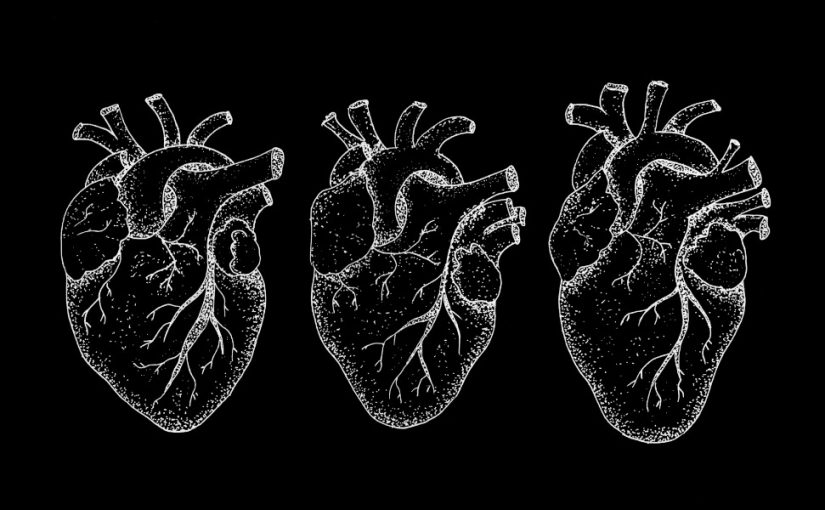 Illustration af tre forskellige anatomiske hjerter. Foto: Københavns Universitet