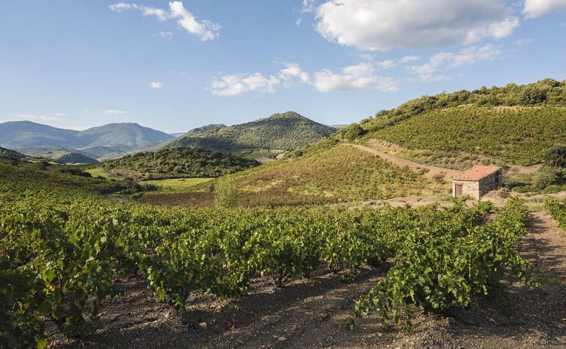 Hills and vineyards in the Orb River Valley. Roquebrun, Hérault, France.