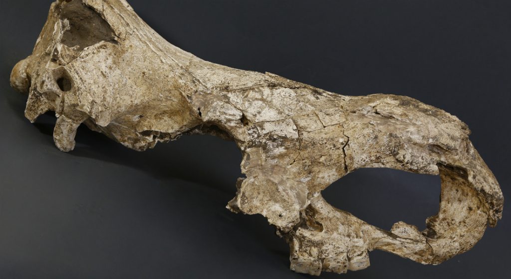 Kranie fra et det forhistoriske næsehorn (stephanorhinus) fra Dmanisi.
