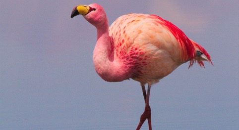 The image shows a James’s flamingo, also known as the Puna flamingo, that lives in mountain lakes in high altitudes of the Andes.