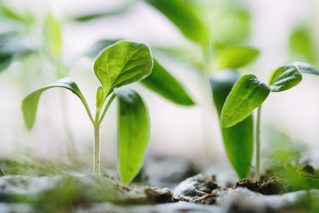 The image shows two small green plants that sprout.