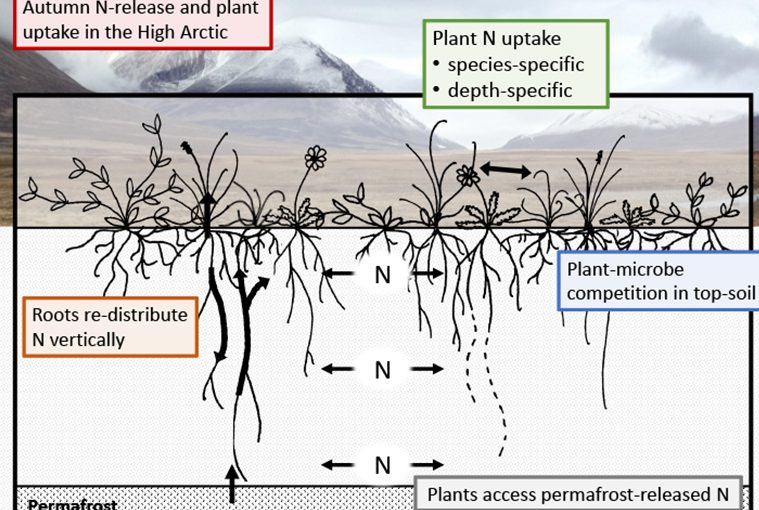 Graphical abstract illustrating the main findings of the study in plants and nitrogen.