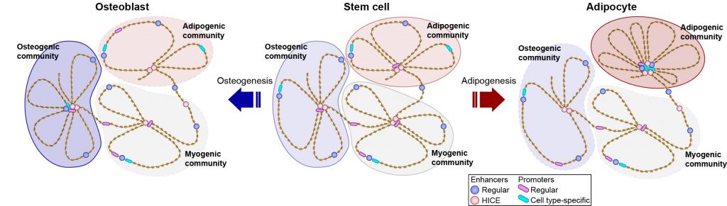 An illustration of the relationship between different stem cells.