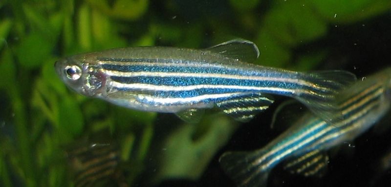 Zebrafisk. Foto: Wikipedia, Azul.