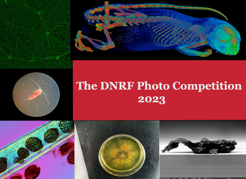 The image shows a collection of research photos from the DNRF’s Photo Competition 2022. Photo: The Danish National Research Foundation