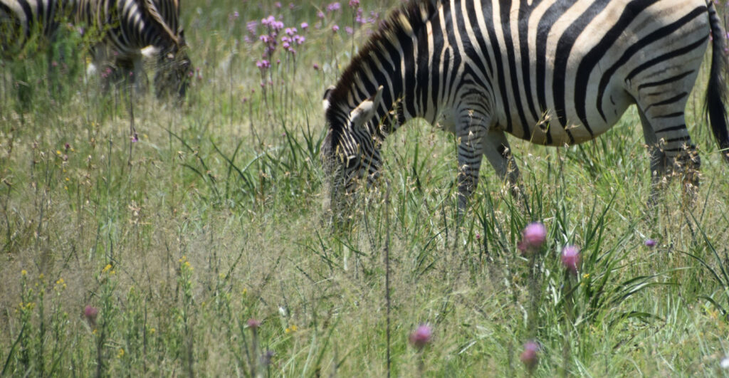 Chapmanns zebra græsser på eng