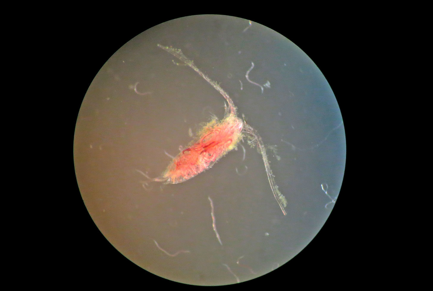 A group of parasites has a feast in a copepod carcass