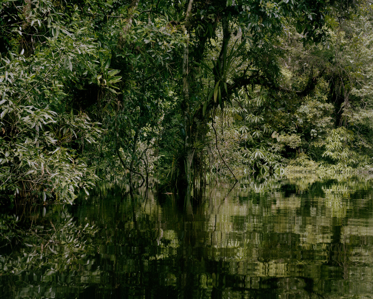 Trees reflected in water