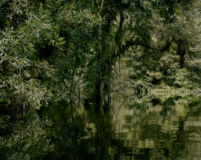 Amazonas jungle. Store træer, der spejler sig i vand.