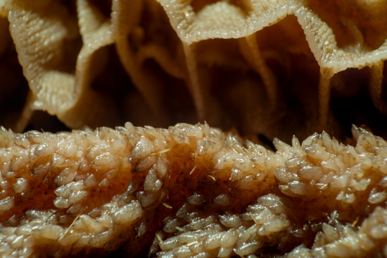 The reticulorumen of a calf in close up.