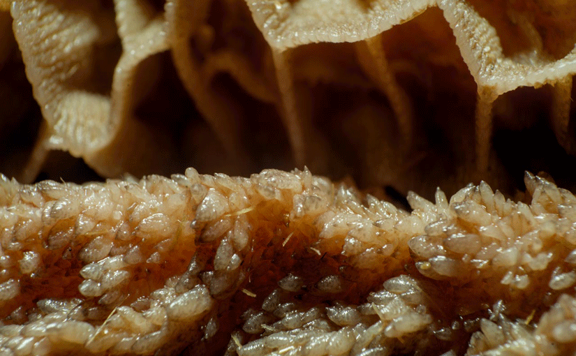 The reticulorumen of a calf in a close up.